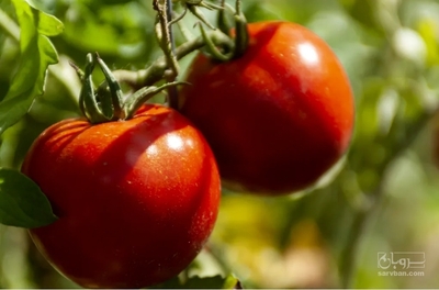 فروش گوجه فرنگی