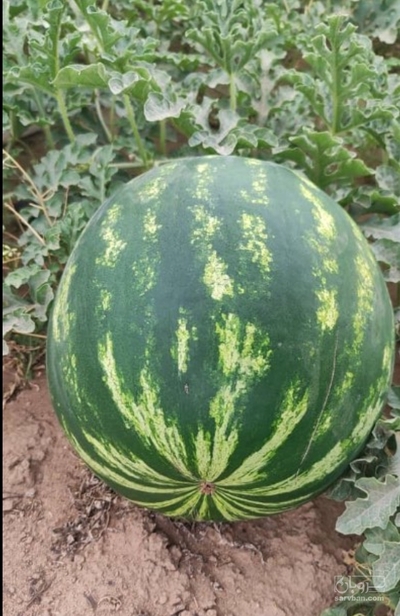 فروش هندوانه گردخطی