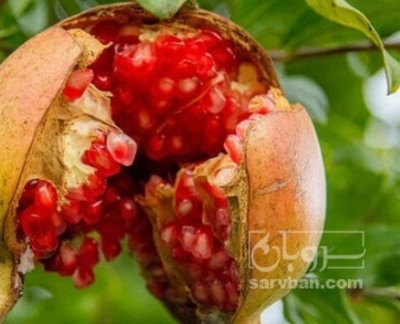 فروش انار