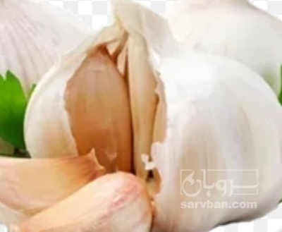 فروش سیر