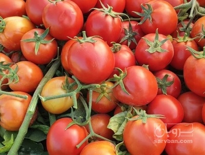 فروش گوجه فرنگی