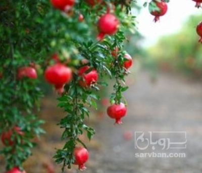 فروش انار