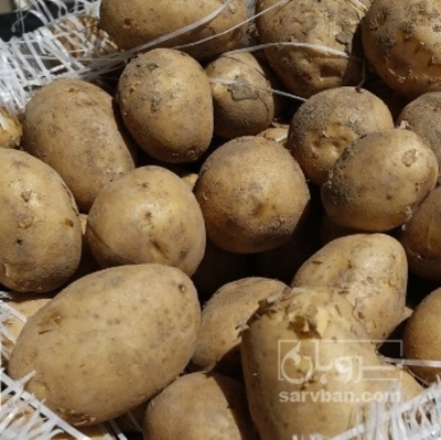 فروش سیب زمینی