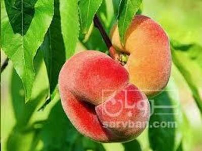 فروش هلوانجیری