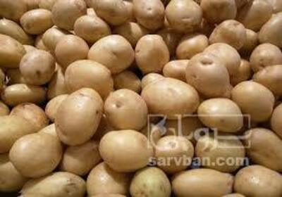 فروش سیب زمینی