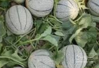 فروش طالبی