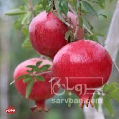 فروش انار