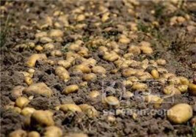 فروش سیب زمینی