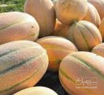 فروش طالبی جانا