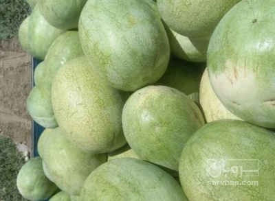 فروش هندوانه