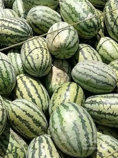 فروش هندوانه دراگون