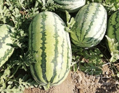 فروش هندوانه دراگون