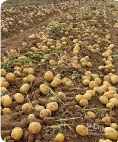 فروش سیب زمینی سانته