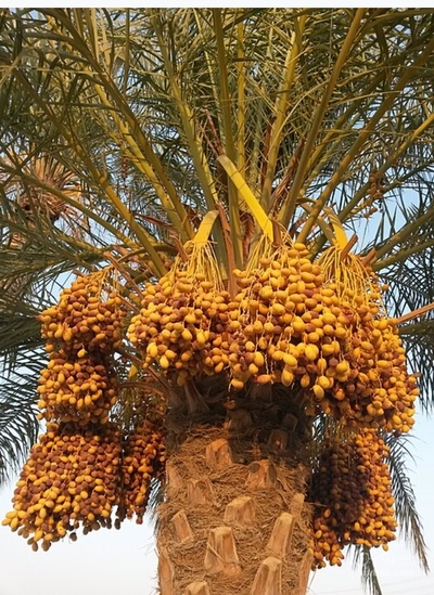 فروش خرماربی