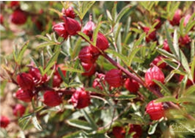 فروش چای ترش