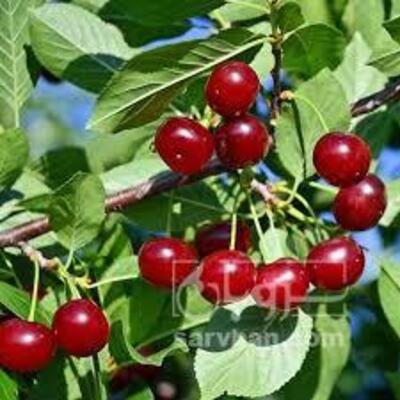 فروش آلبالو