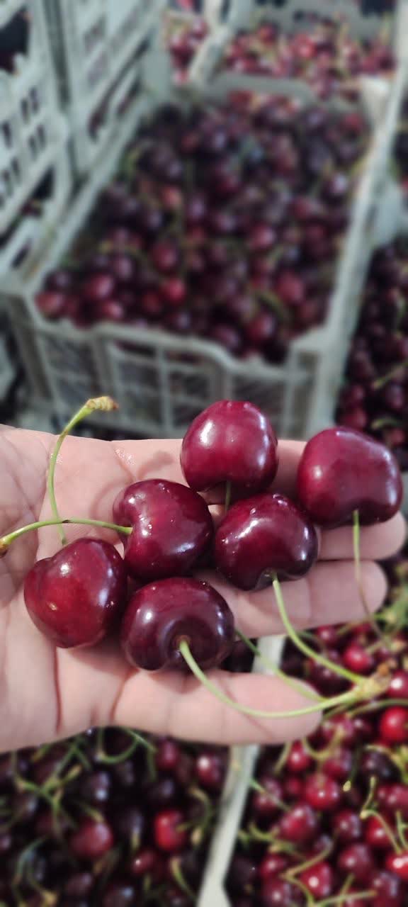 فروش گیلاس