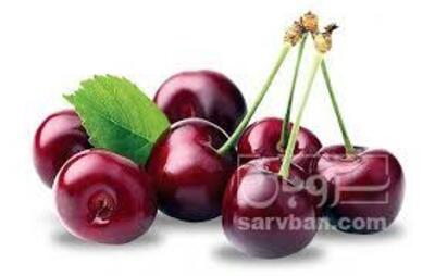 فروش آلبالو