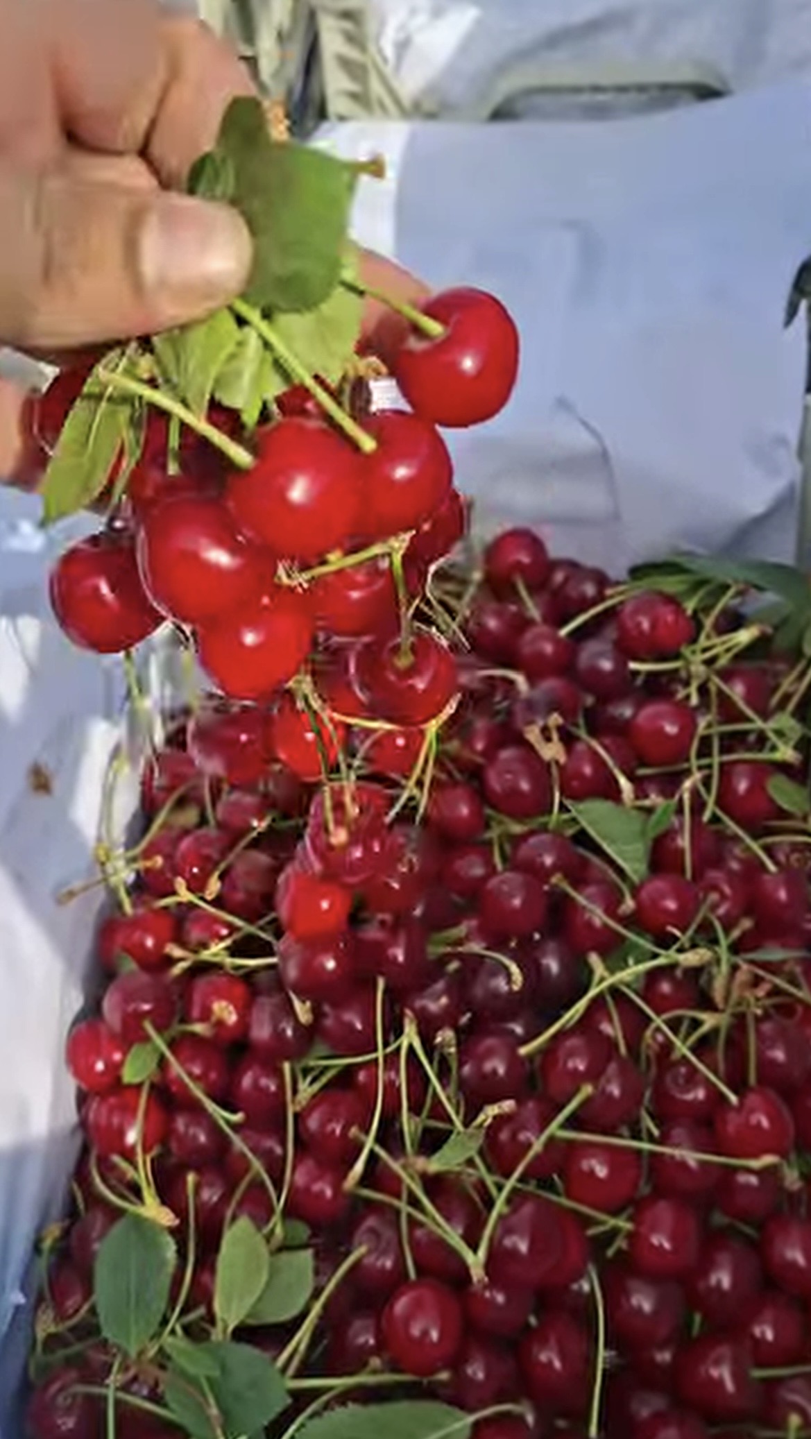 فروش آلبالو