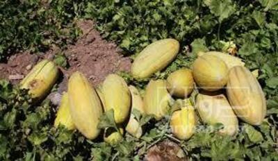 فروش خربزه