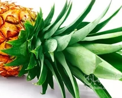 فروش آناناس