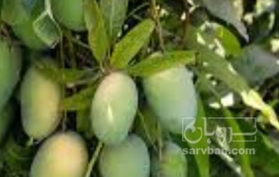فروش انبه