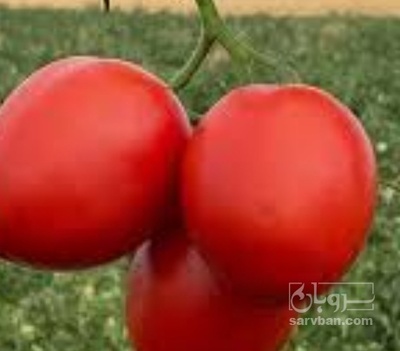 فروش گوجه فرنگی