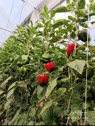 فروش فلفل دلمه ای قرمز