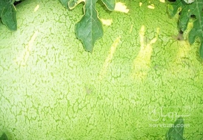 فروش هندوانه سفید بیضی