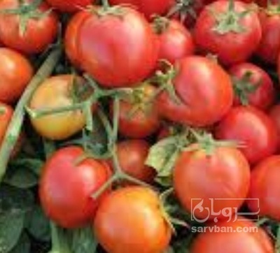 فروش گوجه فرنگی