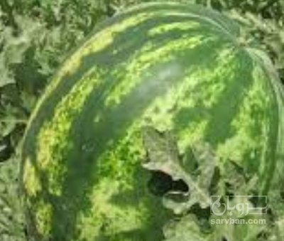 فروش هندوانه بیضی