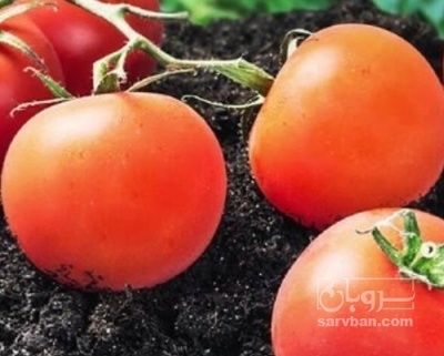 فروش گوجه فرنگی