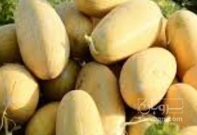 فروش خربزه