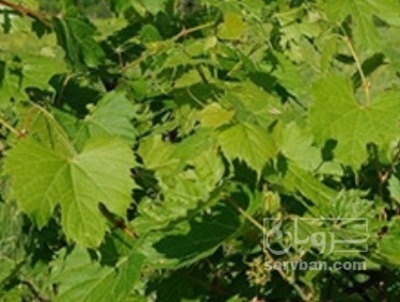 فروش انگور