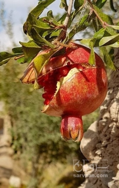 فروش انار