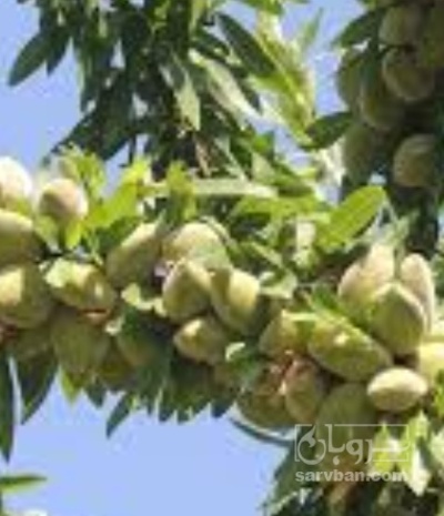 فروش بادام