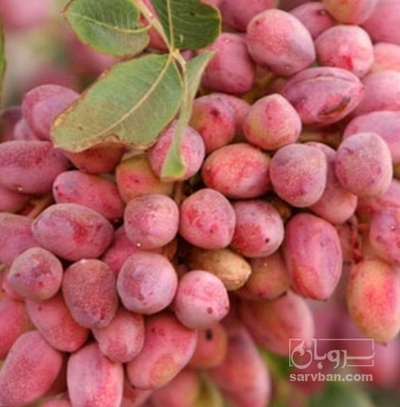 فروش پسته