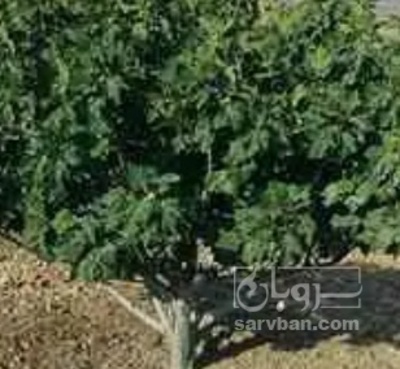 فروش انجیر