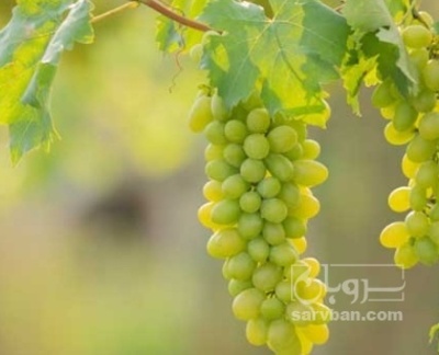 فروش انگور