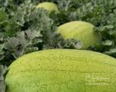 فروش هندوانه بیضی سفید