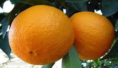 فروش پرتقال محلی