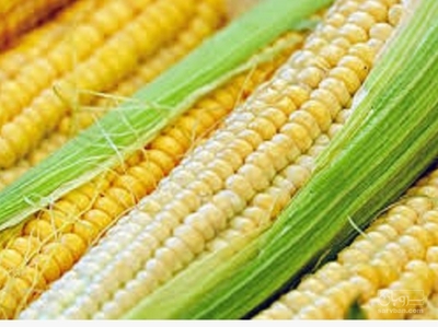 فروش ذرت دانه ای