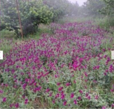 فروش گل گاو زبان - گاوزبان (گیاه‌ دارویی)