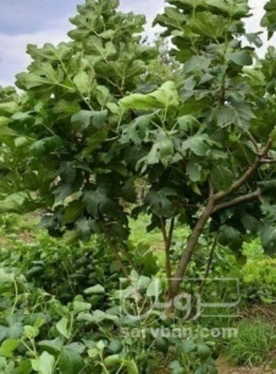 فروش انجیر