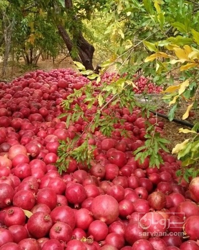 فروش انار