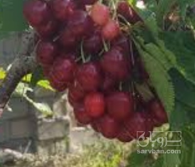 فروش گیلاس