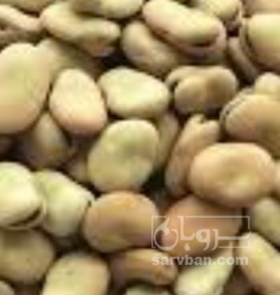 فروش باقلا تازه - باقالی - باقالا