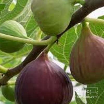 فروش انجیر