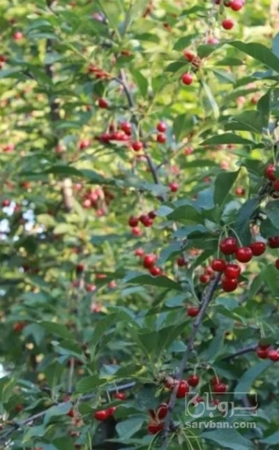 فروش گیلاس