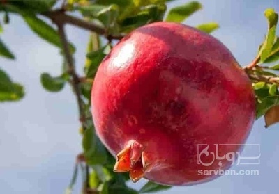 فروش انار